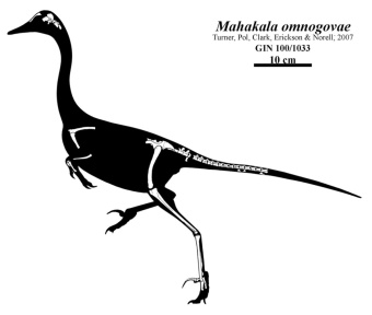 † Mahakala omnogovae (vor etwa 83,6 bis 72 Millionen Jahren)