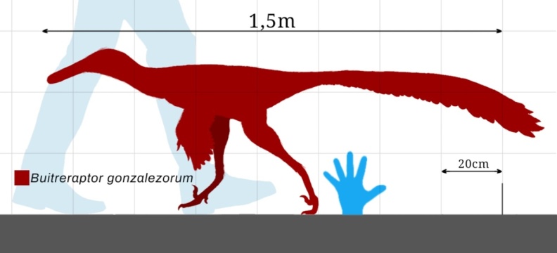 † Buitreraptor gonzalezorum (vor etwa 100,5 bis 93,9 Millionen Jahren)