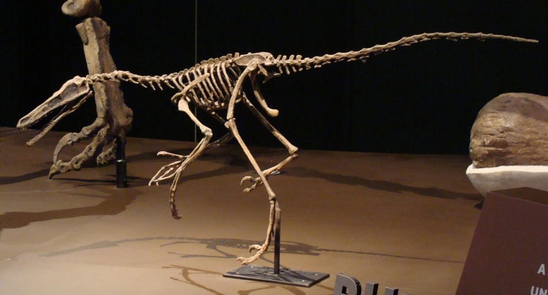 † Buitreraptor gonzalezorum (vor etwa 100,5 bis 93,9 Millionen Jahren)