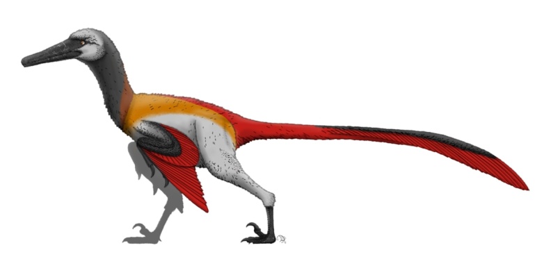 † Neuquenraptor argentinus (vor etwa 93,9 bis 89,7 Millionen Jahren)