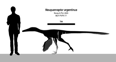 † Neuquenraptor argentinus (vor etwa 93,9 bis 89,7 Millionen Jahren)