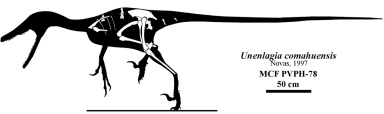 † Unenlagia comahuensis (vor etwa 93,9 bis 86,3 Millionen Jahren)