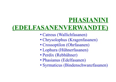 Phasianini (Edelfasanenverwandte) 