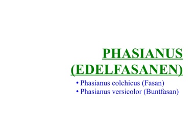 Phasianus (Edelfasanen) 
