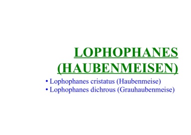 Lophophanes (Haubenmeisen) 
