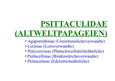 Psittaculidae (Altweltpapageien) 