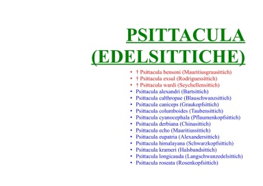 Psittacula (Edelsittiche) 
