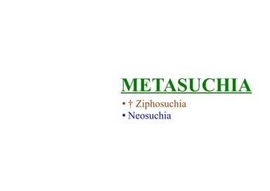 Metasuchia