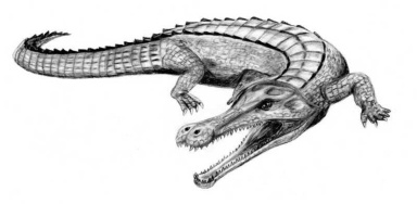 † Sarcosuchus imperator (vor etwa 133,9 bis 100,5 Millionen Jahren)
