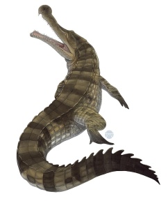 † Sarcosuchus imperator (vor etwa 133,9 bis 100,5 Millionen Jahren)