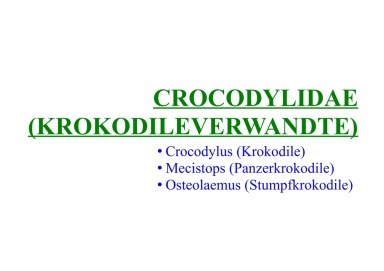 Crocodylidae (true crocodiles)