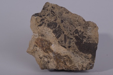 † Megachirella wachtleri (vor etwa 247,2 bis 235 Millionen Jahren)