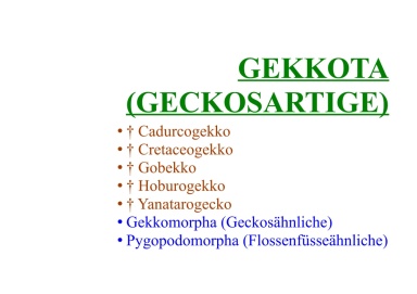 Gekkota (Geckosartige) 