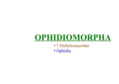 Ophidiomorpha