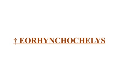 † Eorhynchochelys