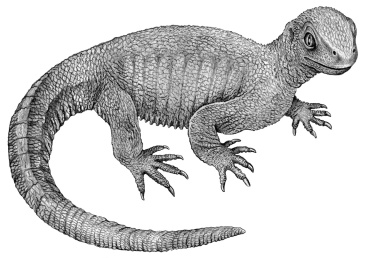 † Pappochelys rosinae (vor etwa 242 bis 235 Millionen Jahren)
