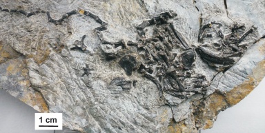 † Pappochelys rosinae (vor etwa 242 bis 235 Millionen Jahren)