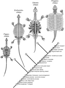 Testudinata (turtles) evolution