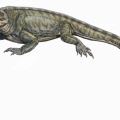 † Palaeohatteria longicaudata (vor etwa 295,5 bis 290,1 Millionen Jahren)