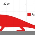 † Palaeohatteria longicaudata (vor etwa 295,5 bis 290,1 Millionen Jahren)