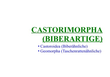 Castorimorpha (Biberartige) 
