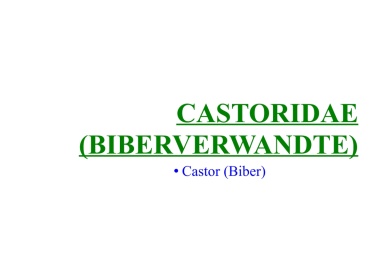 Castoridae (Biberverwandte) 