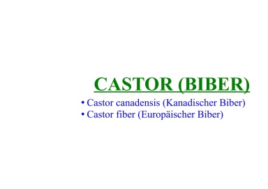 Castor (Biber) 