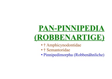 Pan-Pinnipedia (Robbenartige) 