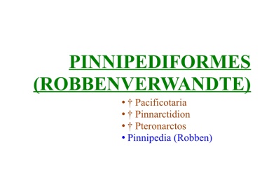 Pinnipediformes (Robbenverwandte) 