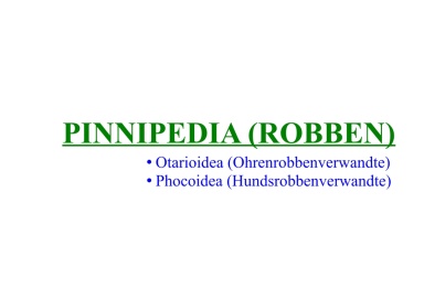 Pinnipedia (Robben) 