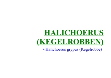 Halichoerus (Kegelrobben) 