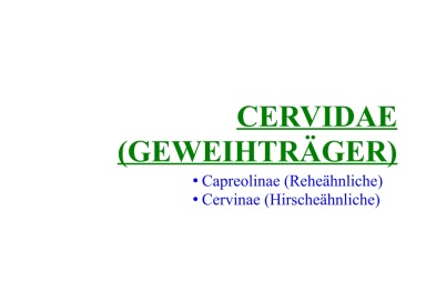 Cervidae (Geweihträger) 