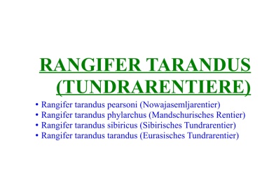 Rangifer tarandus (Tundrarentiere) 