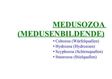 Medusozoa (medusozoans)