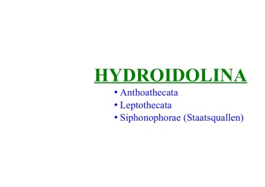 Hydroidolina
