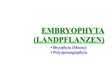 Embryophyta (Landpflanzen) 