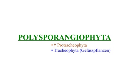 Polysporangiophyta