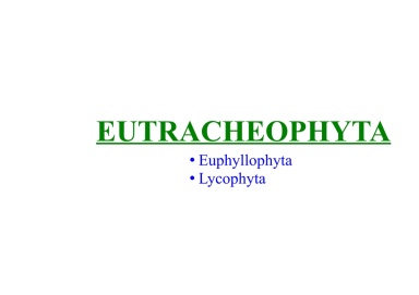 Eutracheophyta