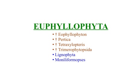 Euphyllophyta