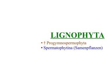 Lignophyta