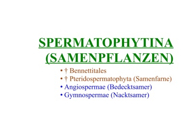 Spermatophytina (Samenpflanzen) 