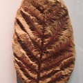 † Lepidopteris sp. (vor etwa 259,9 bis 201,3  Millionen Jahren)