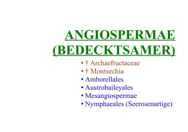 Angiospermae (Bedecktsamer) 