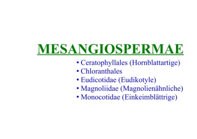 Mesangiospermae