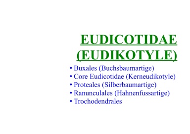 Eudicotidae (Eudikotyle) 