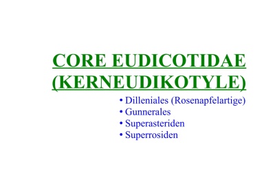 Core Eudicotidae (Kerneudikotyle) 