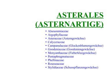 Asterales (Asternartige) 