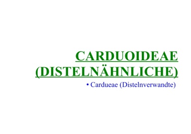 Carduoideae (Distelnähnliche) 