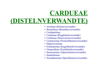 Cardueae (Distelnverwandte) 