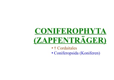 Coniferophyta (Zapfenträger) 